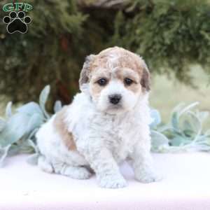 Jade, Bich-Poo Puppy